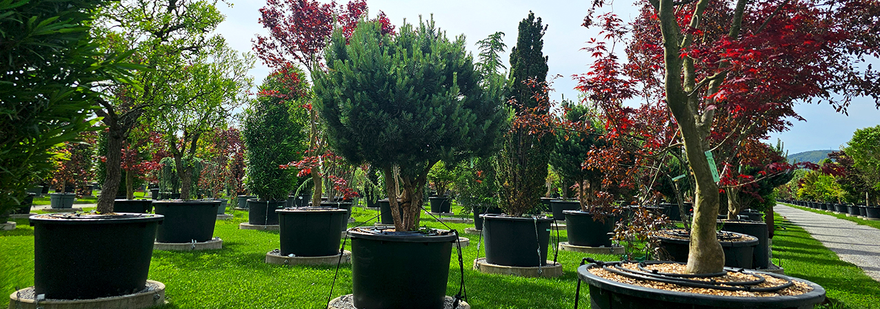 Vannucci Piante – quando il Verde è “green”